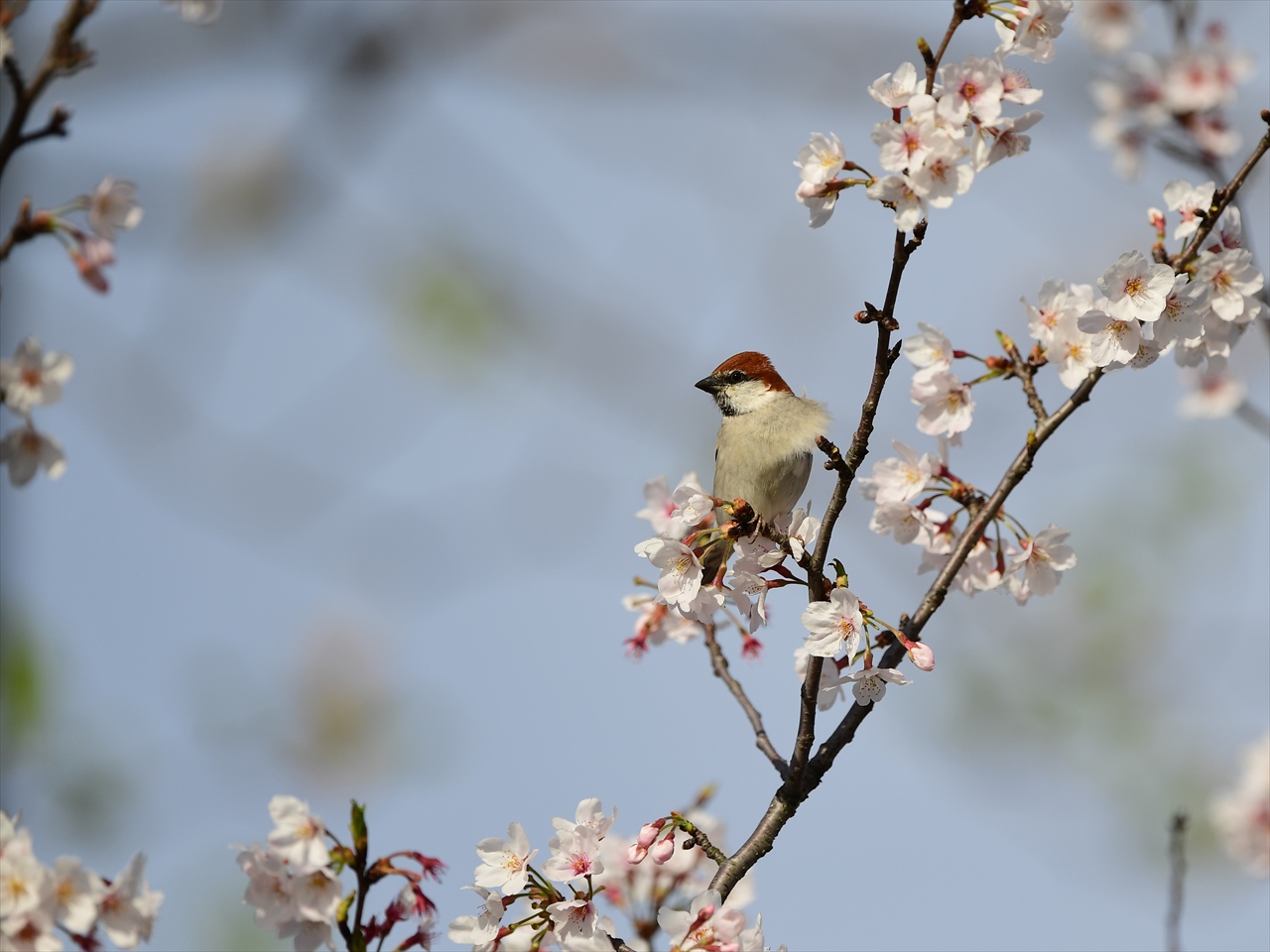 あいかわらず・・・ニュウナイスズメ。_d0157380_6214271.jpg