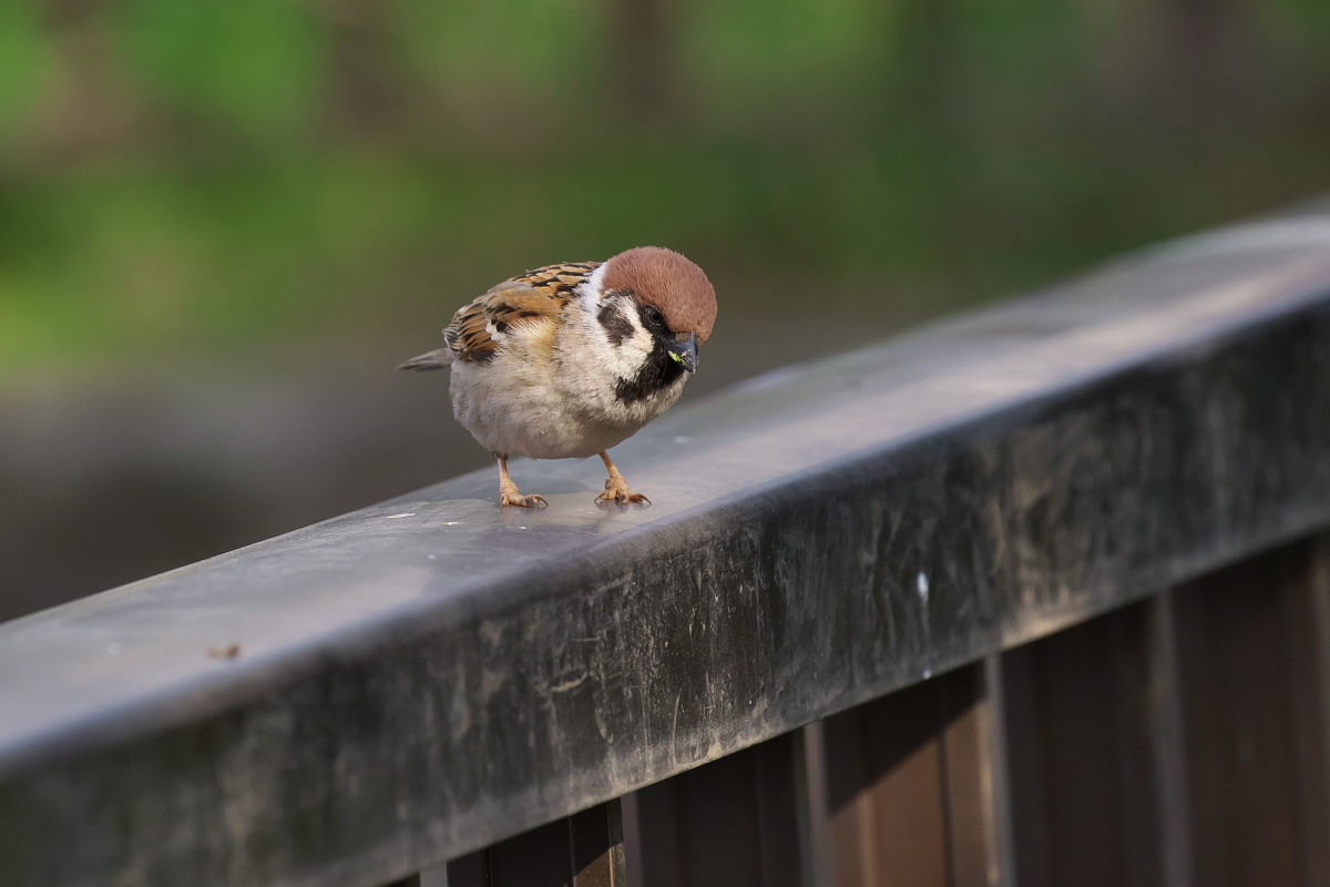 池のほとりで スズメの砂浴び他 身近な自然を撮る