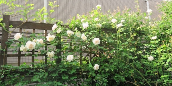 d0049381_1414342.jpg