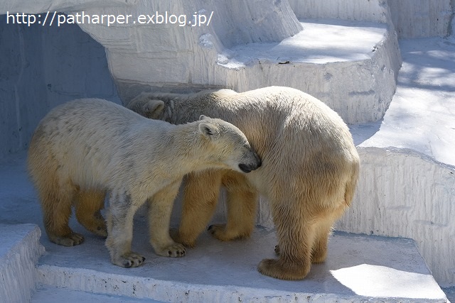 ２０１６年３月　天王寺動物園３　その１　体調回復した？バフィンさん_a0052986_22435949.jpg