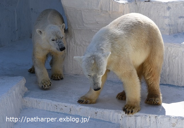 ２０１６年３月　天王寺動物園３　その１　体調回復した？バフィンさん_a0052986_22442960.jpg