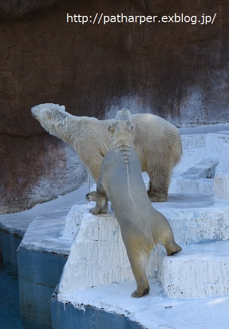 ２０１６年３月　天王寺動物園３　その１　体調回復した？バフィンさん_a0052986_22544492.jpg