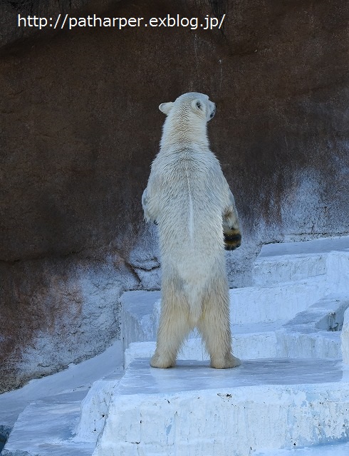 ２０１６年３月　天王寺動物園３　その１　体調回復した？バフィンさん_a0052986_2256642.jpg