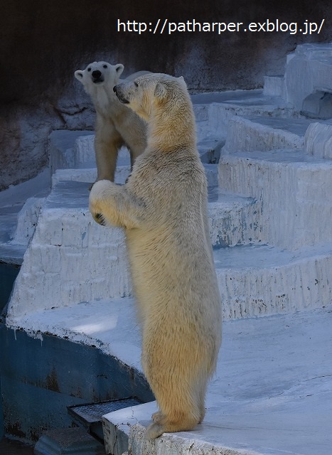 ２０１６年３月　天王寺動物園３　その１　体調回復した？バフィンさん_a0052986_2305361.jpg