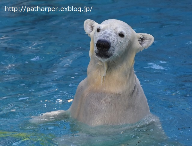 ２０１６年３月　天王寺動物園３　その１　体調回復した？バフィンさん_a0052986_2315767.jpg