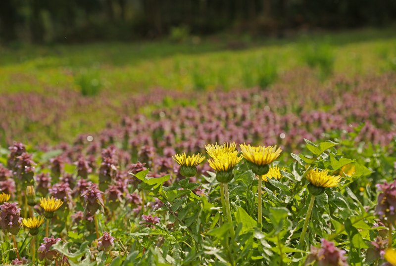 北信州・春の花旅2016　その3_f0000789_20251887.jpg