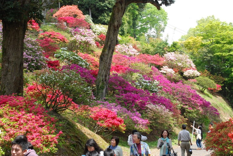 益子陶炎祭～つつじ山公園～フラワーパーク_d0153294_21131754.jpg