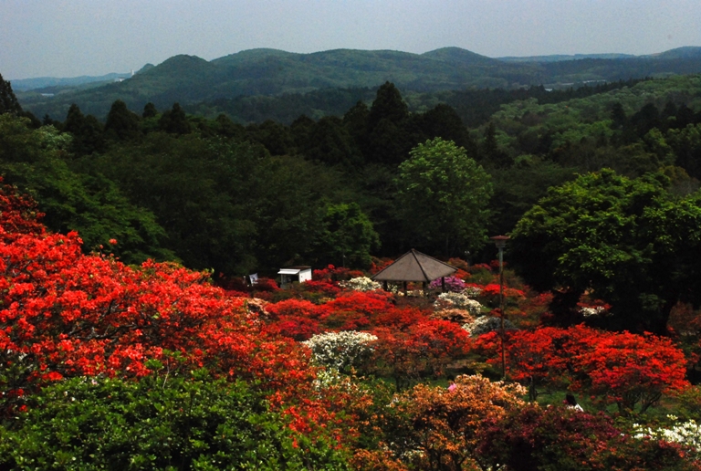 益子陶炎祭～つつじ山公園～フラワーパーク_d0153294_2114443.jpg