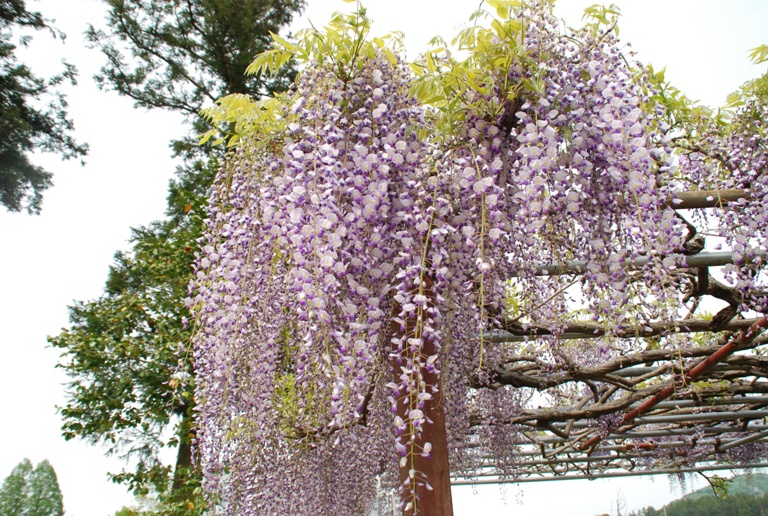 益子陶炎祭～つつじ山公園～フラワーパーク_d0153294_21314661.jpg