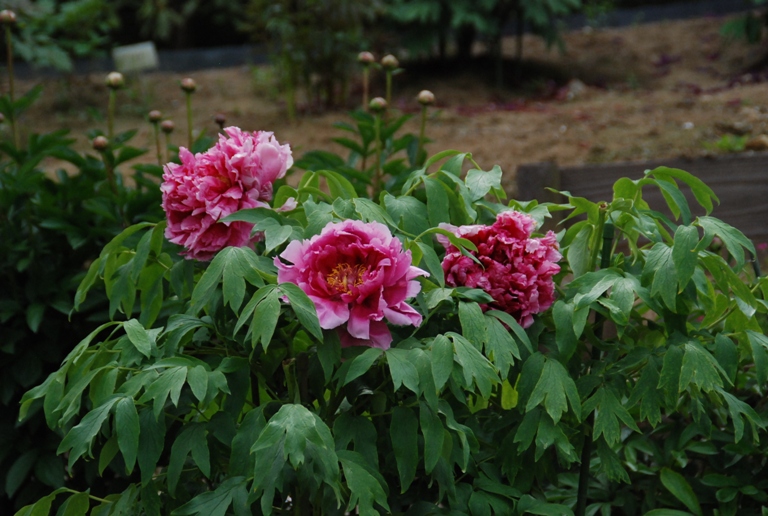 益子陶炎祭～つつじ山公園～フラワーパーク_d0153294_21333478.jpg