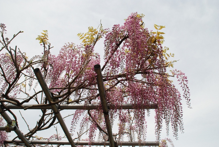 益子陶炎祭～つつじ山公園～フラワーパーク_d0153294_21342570.jpg