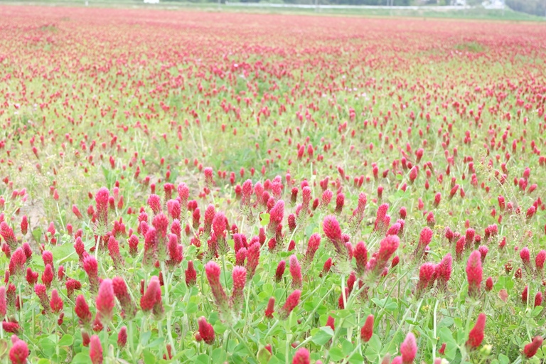 益子陶炎祭～つつじ山公園～フラワーパーク_d0153294_2143498.jpg