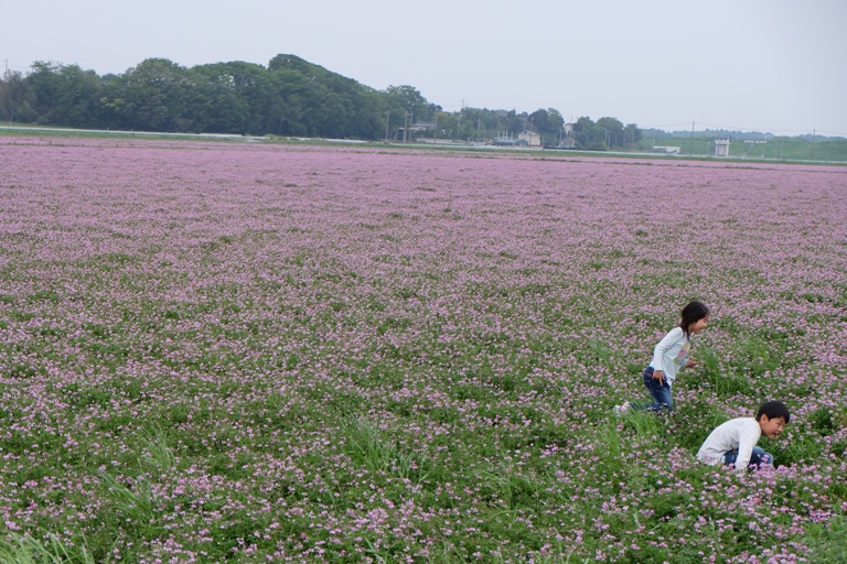 益子陶炎祭～つつじ山公園～フラワーパーク_d0153294_21451694.jpg