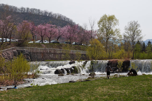 桜_d0162994_941186.jpg
