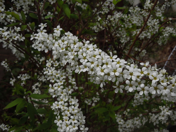 桜並木の小さな家で松花堂と友達_a0292602_2041587.jpg