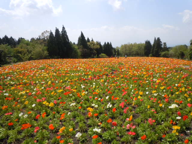 くじゅう花公園_b0308204_19591587.jpg