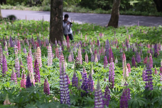 ルピナスと、桐の花（武蔵丘陵森林公園）_e0255509_21283577.jpg