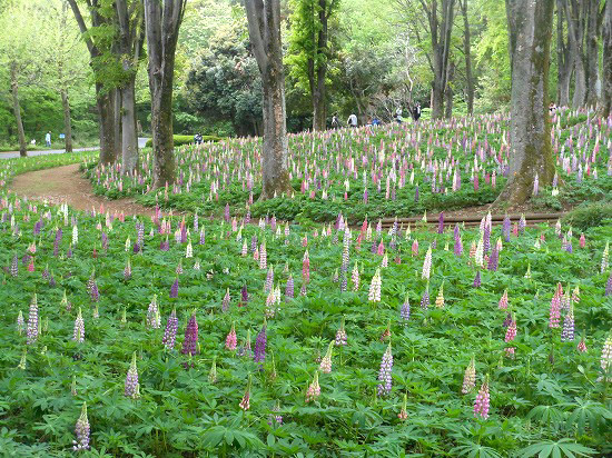 ルピナスと、桐の花（武蔵丘陵森林公園）_e0255509_21484159.jpg