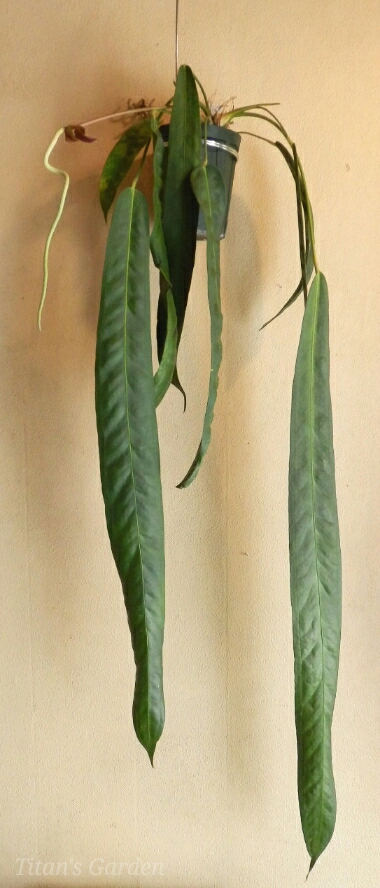 Anthurium wendlingeri : Titan's Garden Anthurium wendlingeri : Titan's Garden