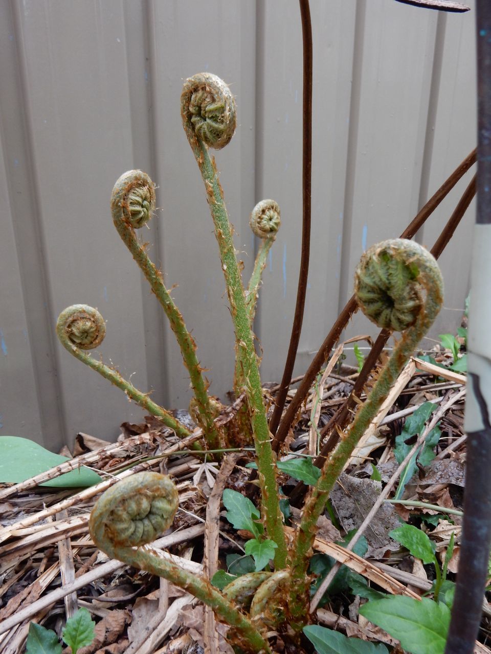 オニゼンマイ?_c0025115_23250877.jpg