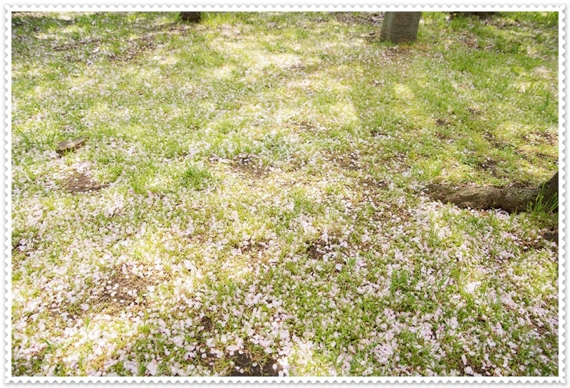 雨で散ってしまった桜の数日前の写真達_d0231918_16341006.jpg