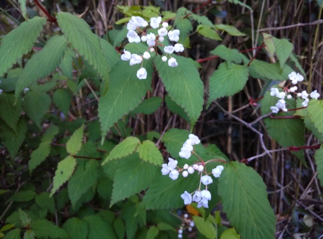 b0291820_20034974.jpeg