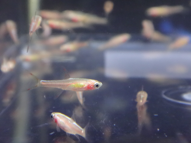 160505 海水魚・熱帯魚・淡水魚・金魚・水草_f0189122_1310740.jpg