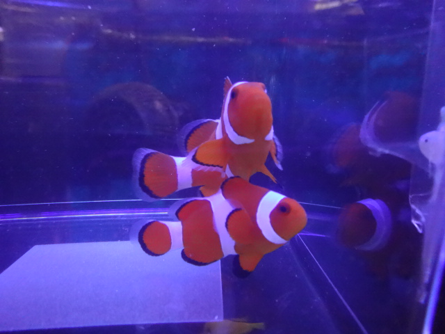 160505 海水魚・熱帯魚・淡水魚・金魚・水草_f0189122_138968.jpg