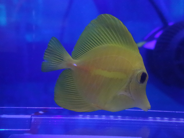 160505 海水魚・熱帯魚・淡水魚・金魚・水草_f0189122_139310.jpg