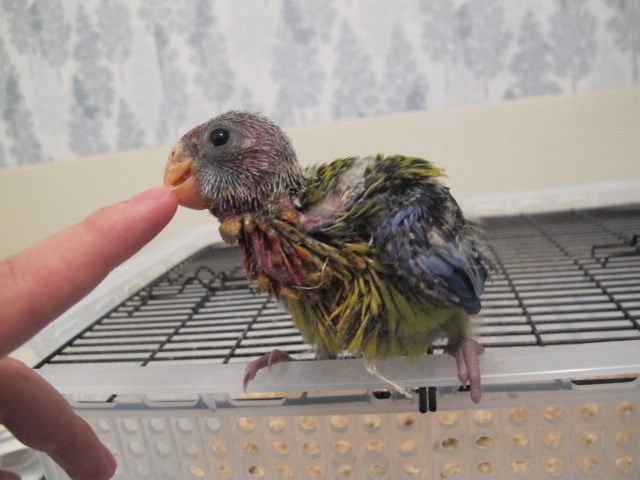 ナナクサインコ雛ちゃん成長記録 (動画あり)_a0058124_13485379.jpg