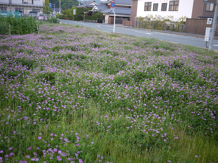 d0153627_2355954.png