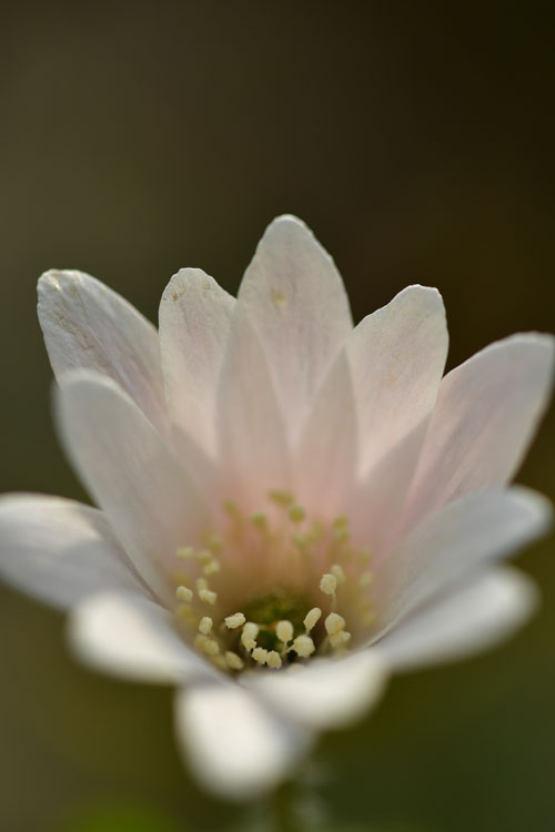 春の花たち⑤_f0116528_20575359.jpg