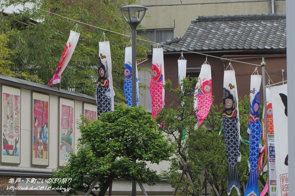 第22回亀戸・下町こいのぼり祭り～??_e0052135_1422411.jpg