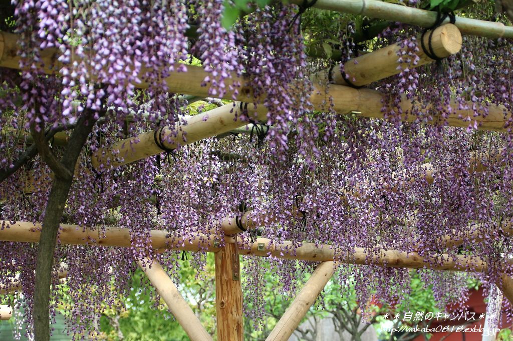 5月2日亀戸天神の藤の花は終盤だった(>_<)_e0052135_1437517.jpg