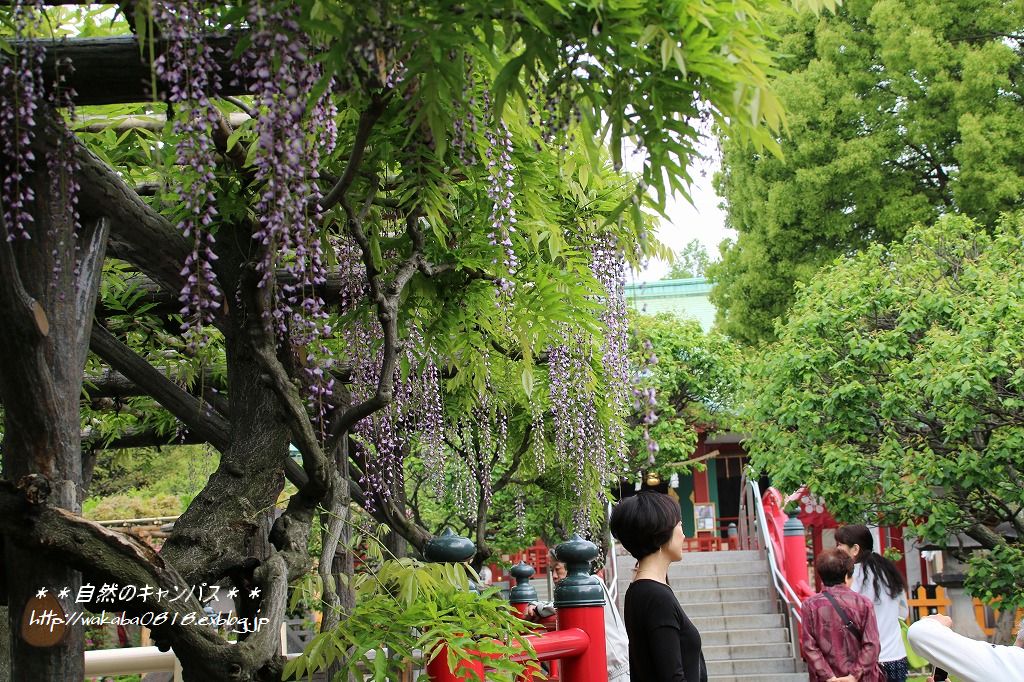 5月2日亀戸天神の藤の花は終盤だった(>_<)_e0052135_14385346.jpg