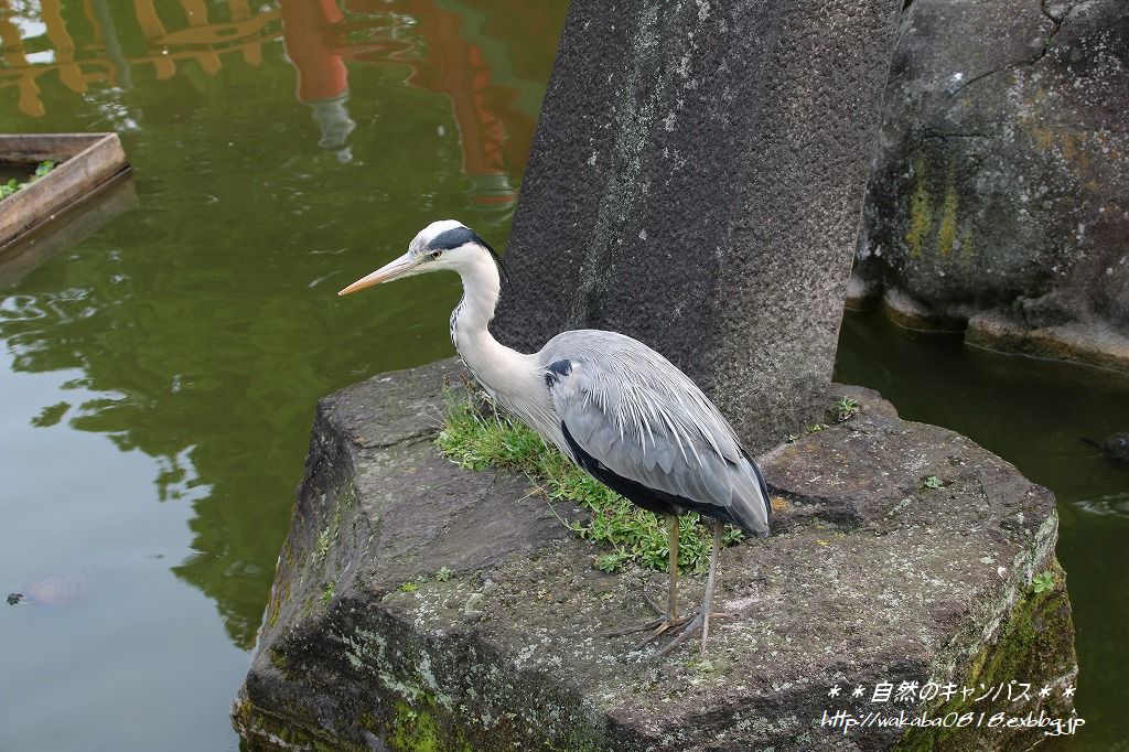 5月2日亀戸天神の藤の花は終盤だった(>_<)_e0052135_14411056.jpg