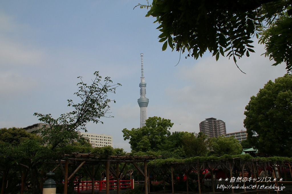 5月2日亀戸天神の藤の花は終盤だった(>_<)_e0052135_14422549.jpg