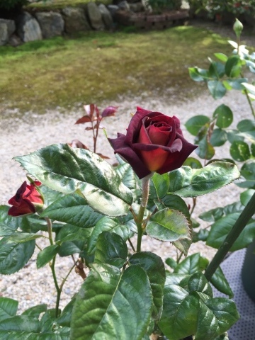 d0282139_17125279.jpeg