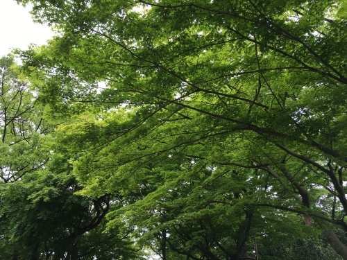 a0158241_16261641.jpg