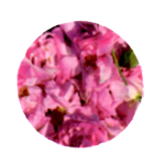 b0239244_18501981.png