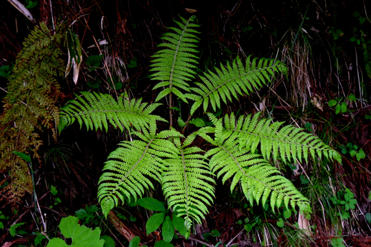 c0093046_13272570.gif