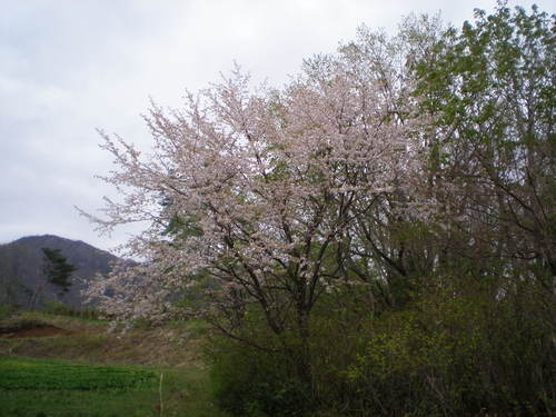 山桜_b0365347_19223091.jpg
