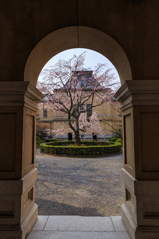 京の桜2016・京都府庁旧本館_f0155048_215921100.jpg