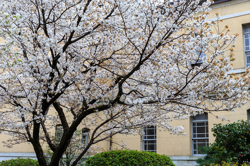 京の桜2016・京都府庁旧本館_f0155048_227929.jpg