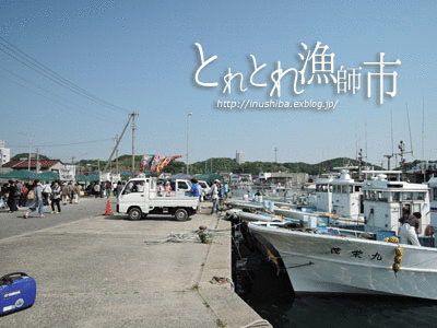 柴犬連れて、大井漁港\"とれとれ漁師市\"へ@愛知県南知多町_a0286855_6152399.gif