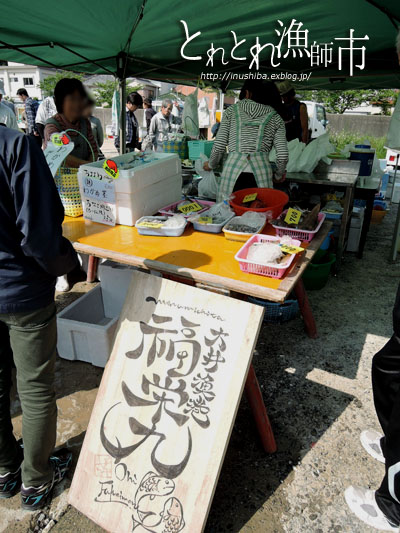 柴犬連れて、大井漁港\"とれとれ漁師市\"へ@愛知県南知多町_a0286855_6153160.jpg
