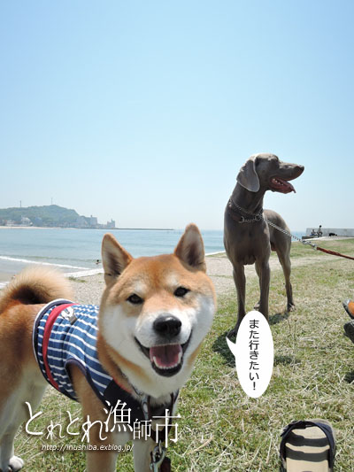柴犬連れて、大井漁港\"とれとれ漁師市\"へ@愛知県南知多町_a0286855_6161712.jpg