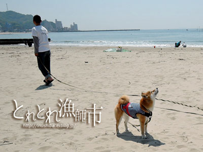 柴犬連れて、大井漁港\"とれとれ漁師市\"へ@愛知県南知多町_a0286855_616295.jpg