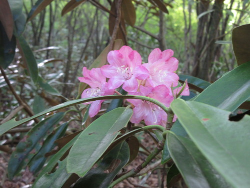 2016年5月4日　春山山行　犬ケ岳　求菩提山_e0245655_7441040.jpg