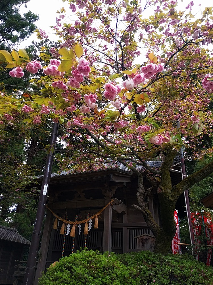 Children\'s Day　1　大崎八幡宮と龍寶寺_d0039059_21421825.jpg